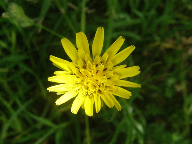 Showy Goatsbeard