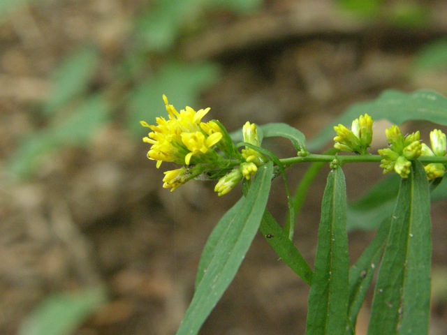 Blue-stemmed Goldenrod