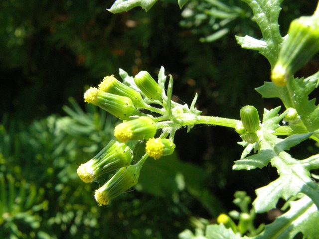 Common Groundsel