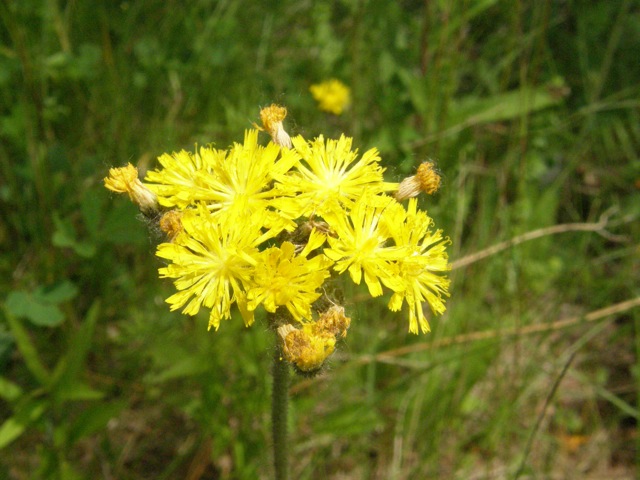 Meadow Hawkweed