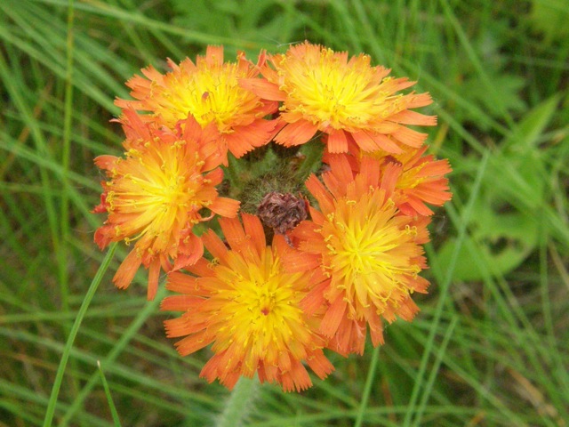 Orange Hawkweed