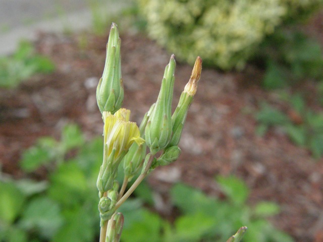 Prickly Lettuce