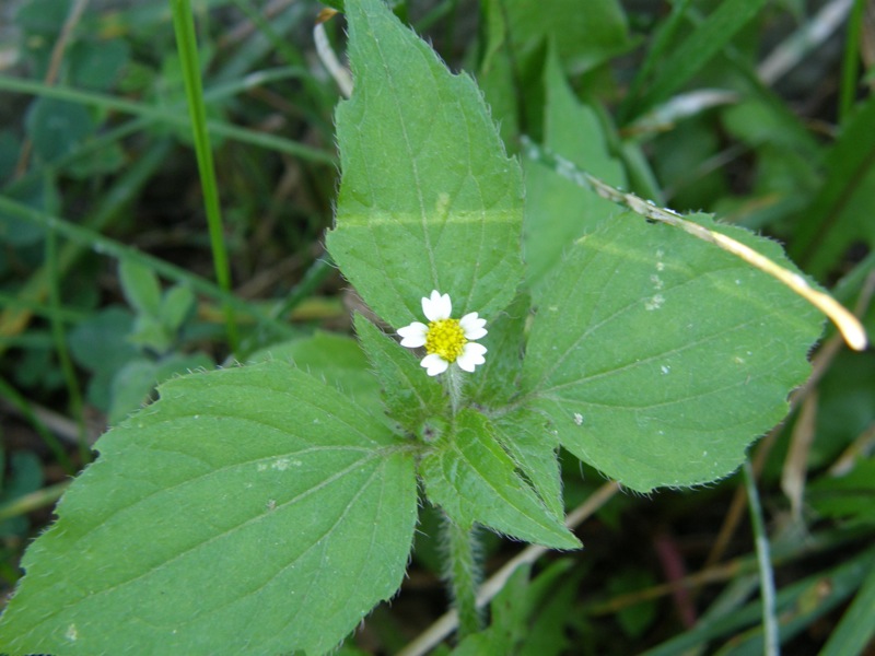 Common Quickweed