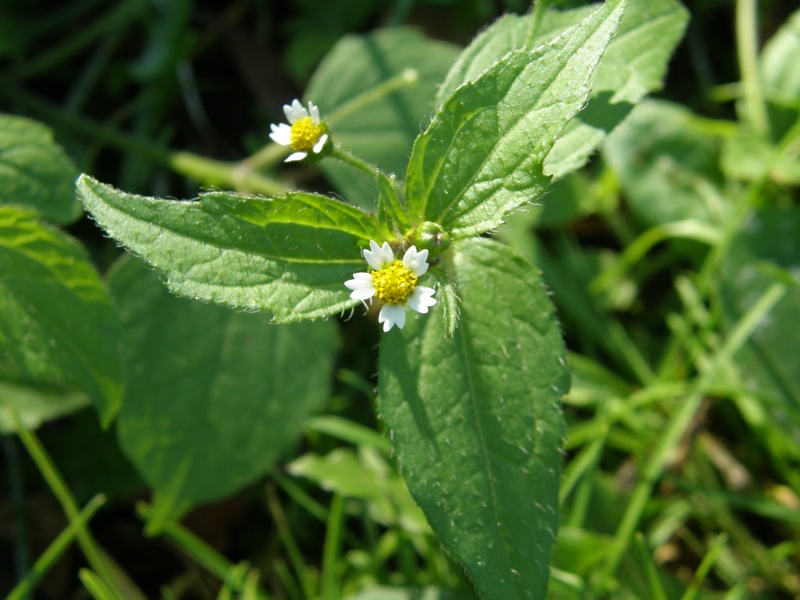 Common Quickweed