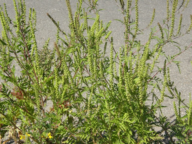 Common Ragweed