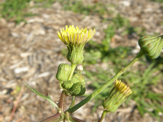 Prickly Sow-thistle