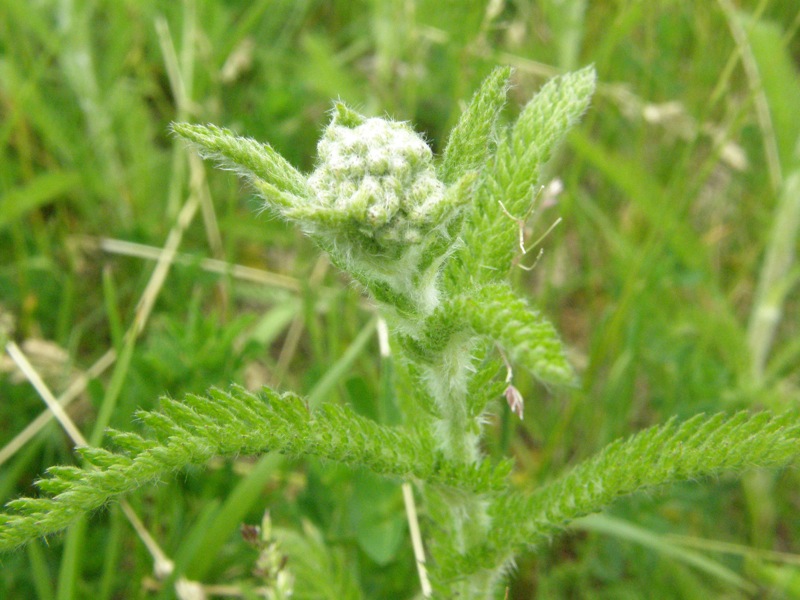 Common Yarrow