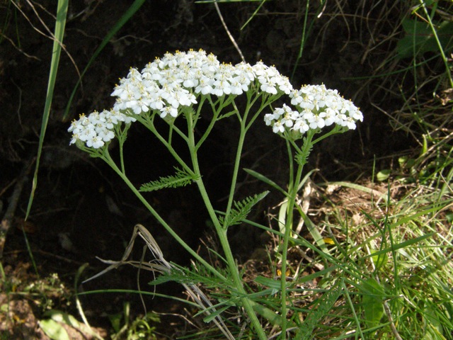 Common Yarrow