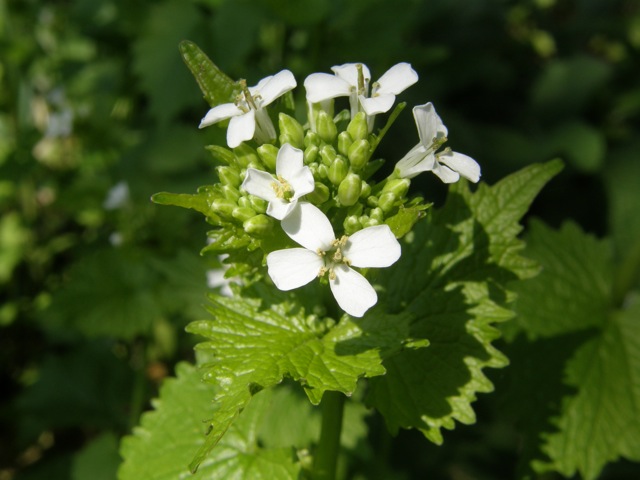 Garlic Mustard
