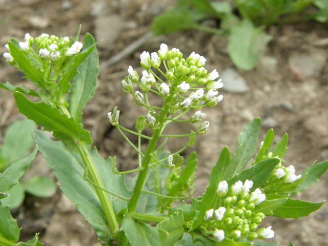 Field Penny-cress