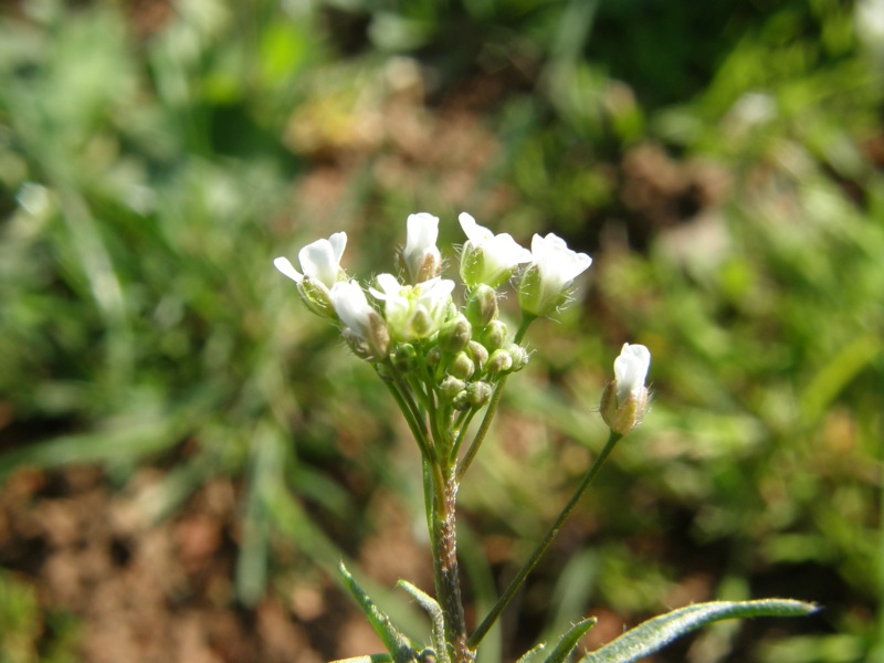 Shepherd's Purse