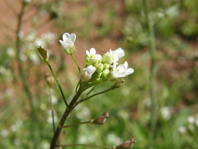 Shepherd's Purse