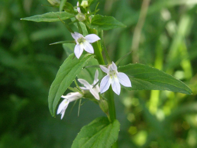 Indian Tobacco