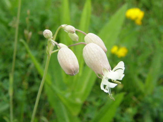 Bladder Campion