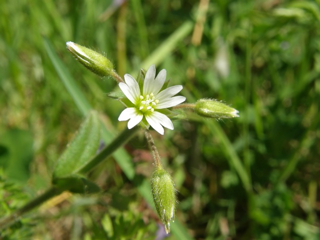 Mouse-ear Chickweed