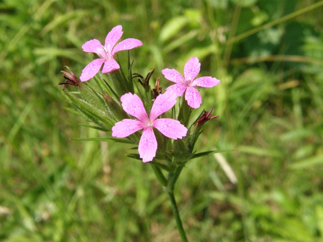 Deptford Pink