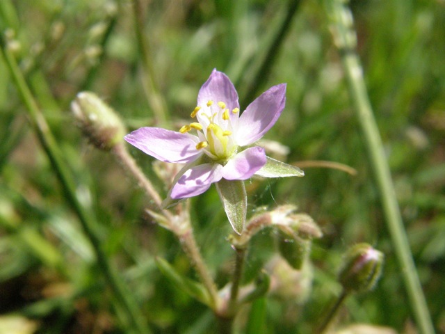 Roadside Sand-spurry