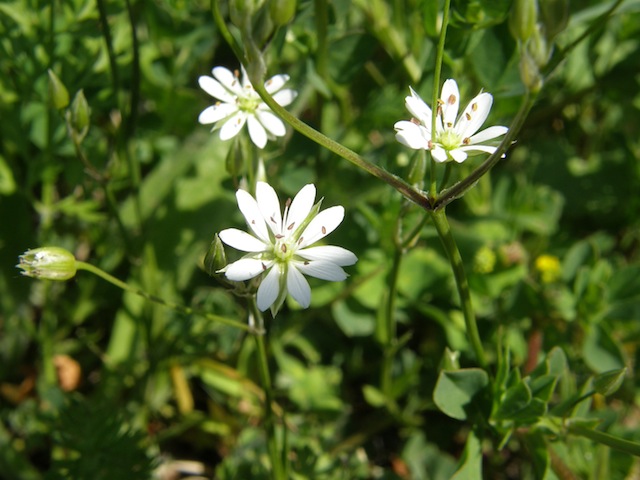 Longleaf Starwort