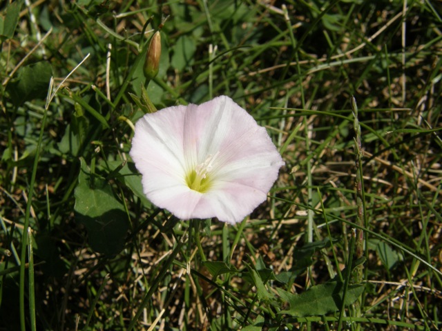 Field Bindweed