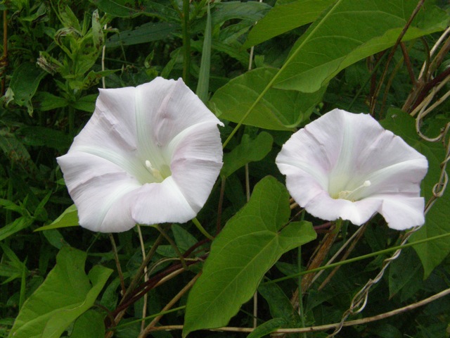 Hedge Bindweed