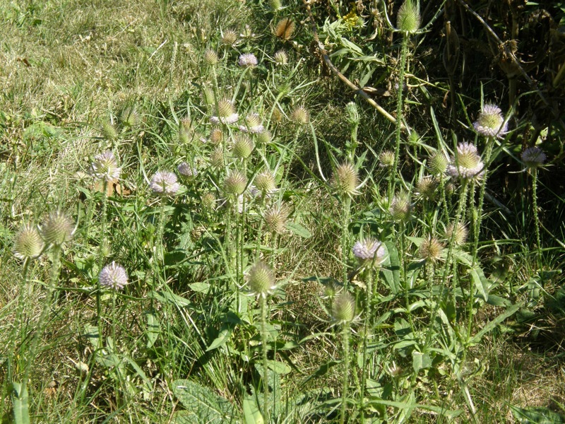 Teasel