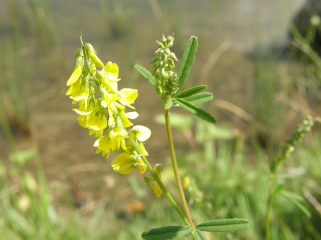Yellow Sweet Clover
