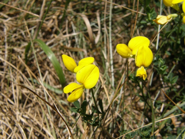 Birds-foot Trefoil