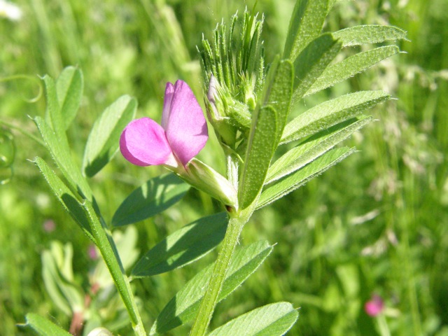 Common Vetch