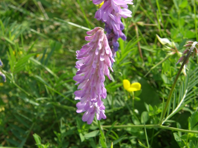 Cow Vetch