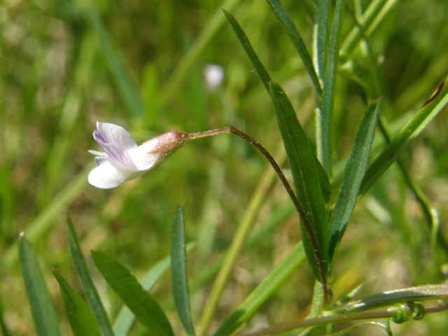Slender Vetch