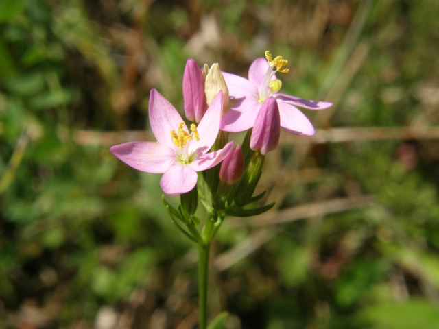 Branching Centaury
