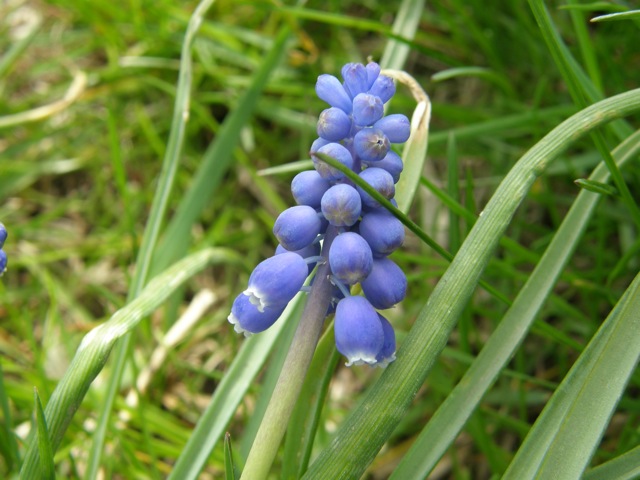 Grape Hyacinth