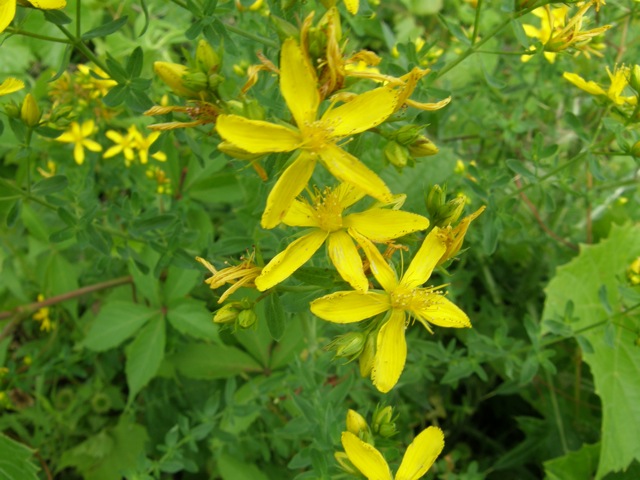 Common St. Johnswort