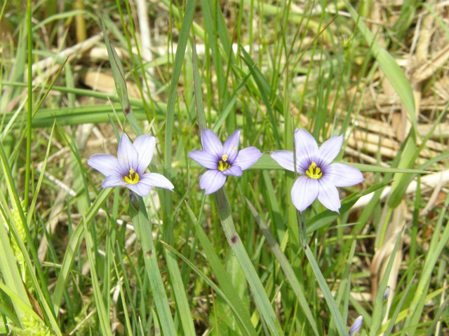 Strict Blue-eyed Grass