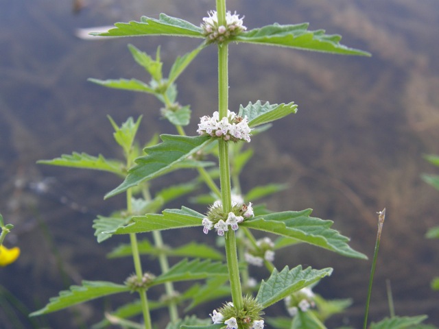 American Water-horehound