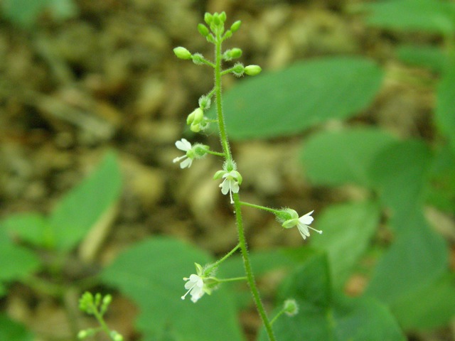 Enchanter's Nightshade
