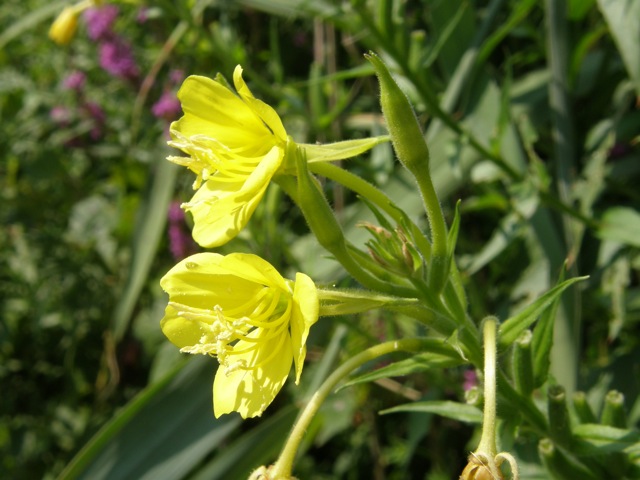 Evening-primrose