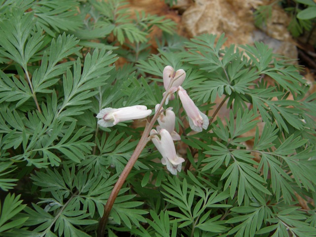 Squirrel Corn