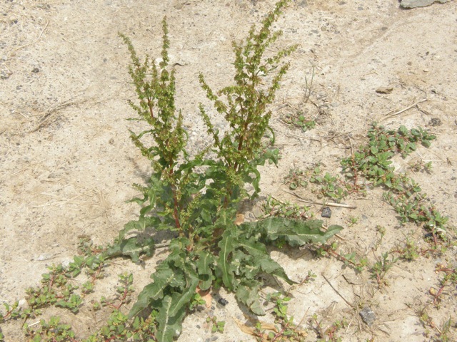 Curly Dock