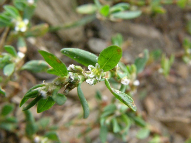 Common Knotweed