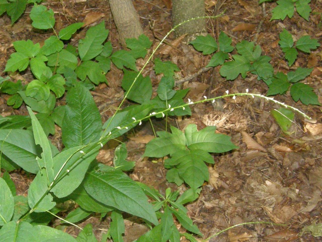 Virginia Knotweed