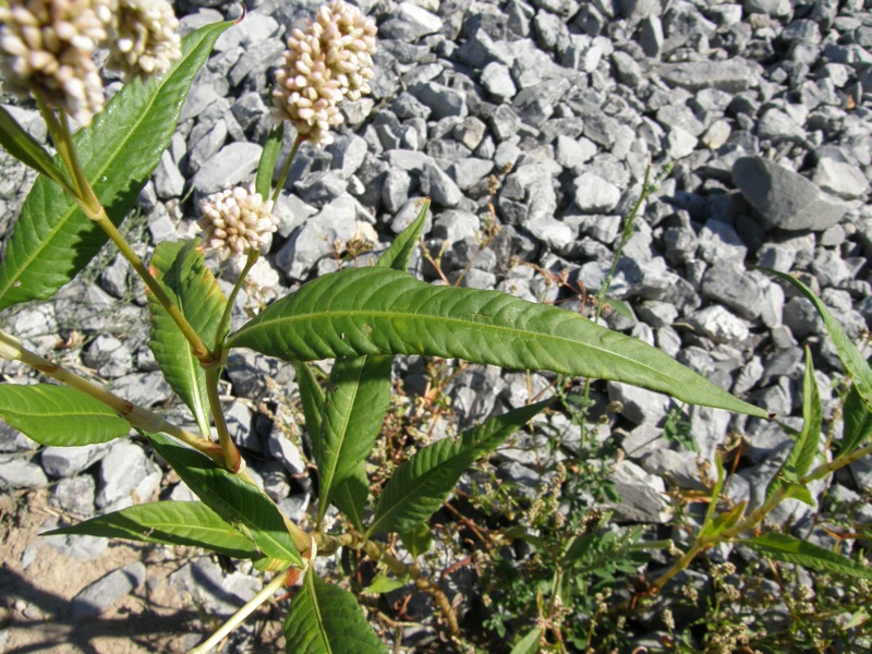 Pale Smartweed