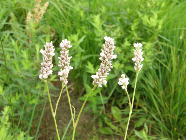 Pennsylvania Smartweed