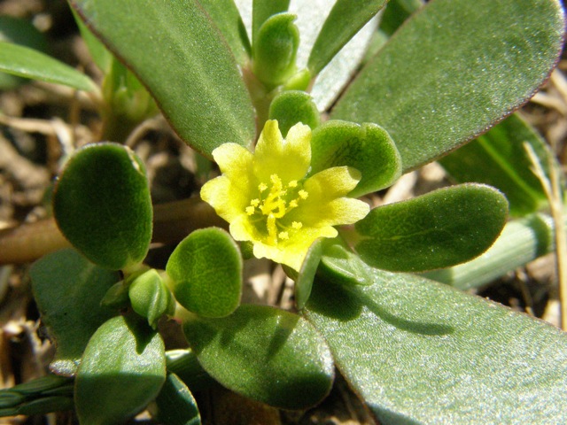 Common Purslane