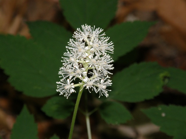 White Baneberry