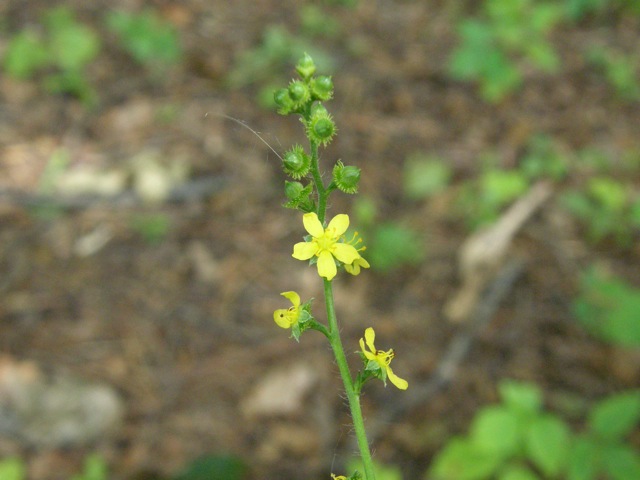 Common Agrimony