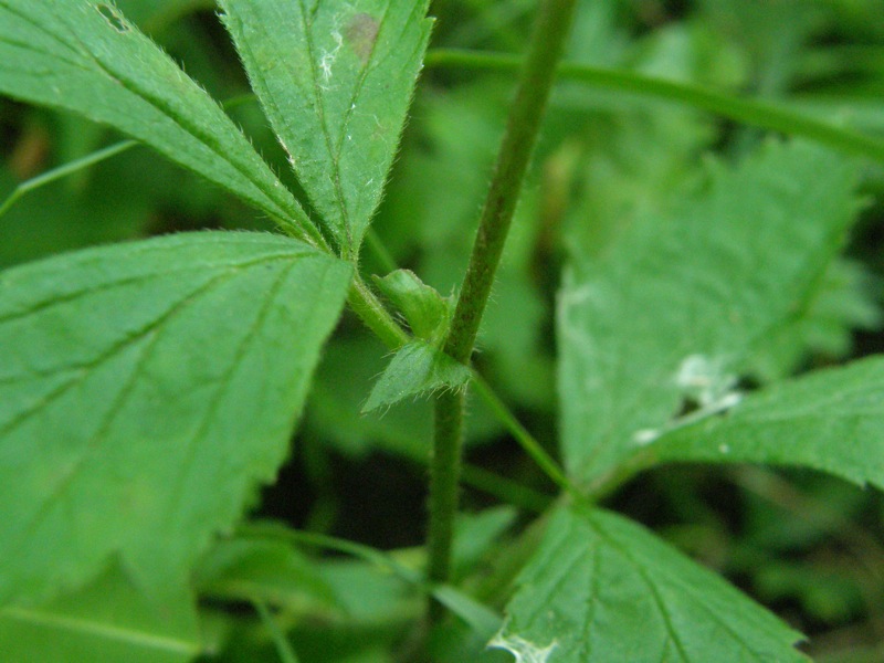 White Avens