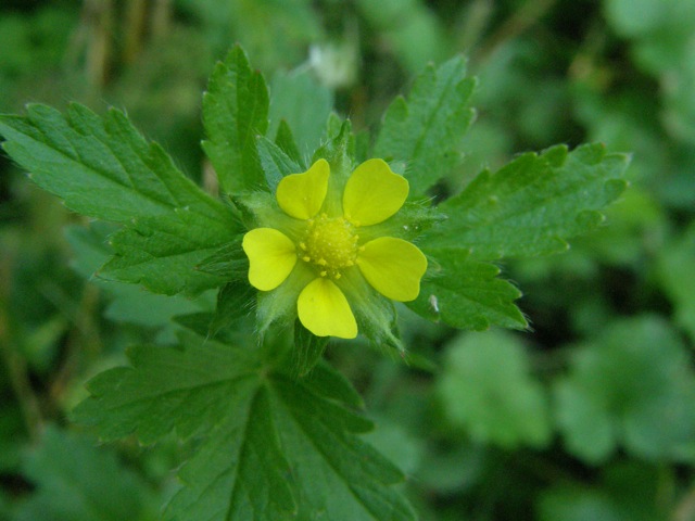 Rough Cinquefoil
