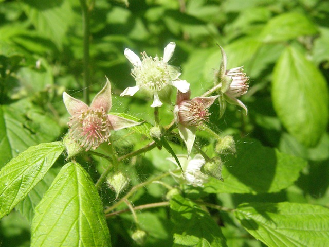Black Raspberry