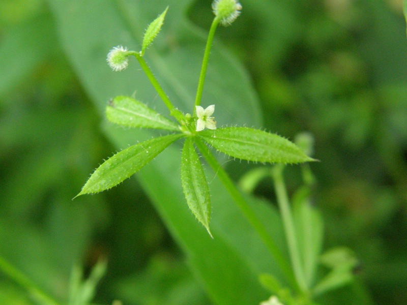 Cleavers